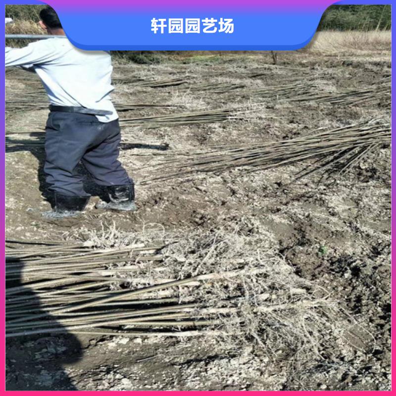 苹果苗视频-江西省苹果苗-本地可服务区域抚州|上饶|新余|萍乡|南昌
