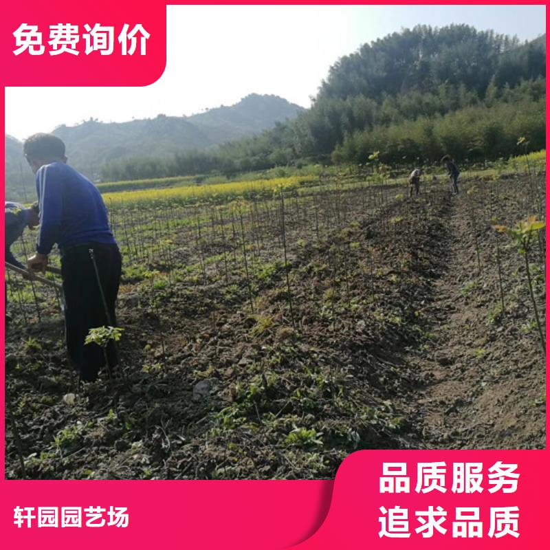 苹果苗视频-江西省苹果苗-本地可服务区域抚州|上饶|新余|萍乡|南昌