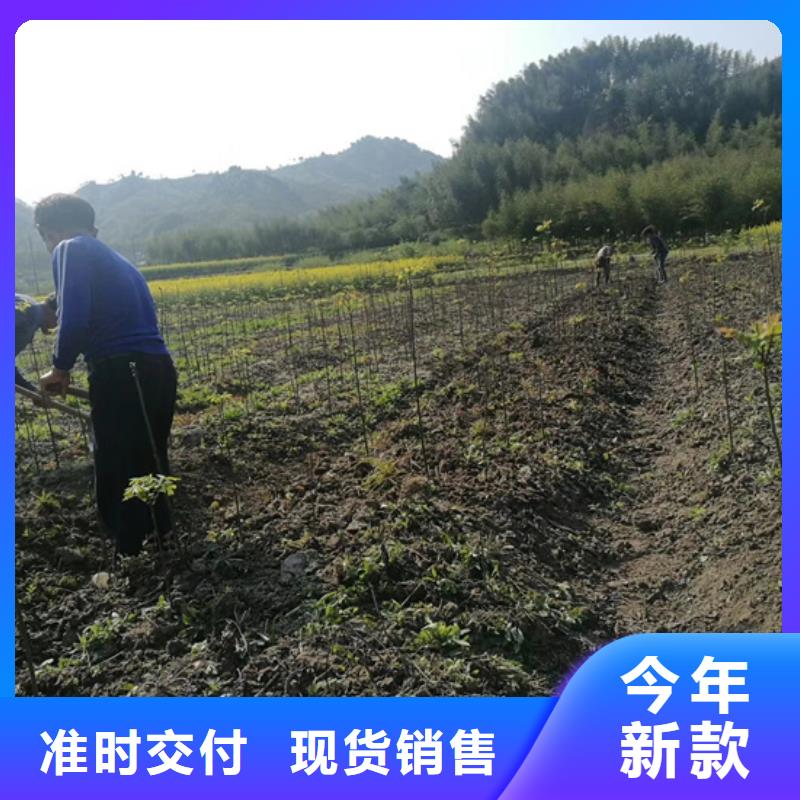 碧根果北美冬青厂家采购
