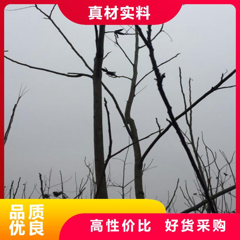 碧根果北美冬青厂家采购