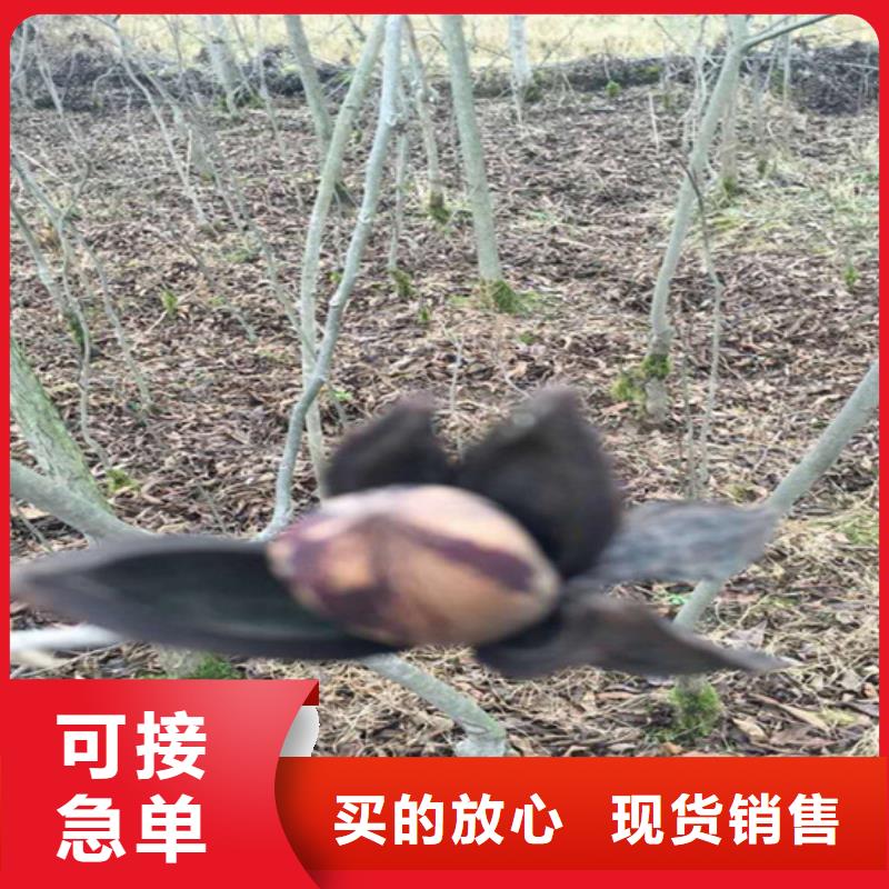苹果苗视频-嘉峪关市苹果苗-(本土)可服务区域临夏|甘南|天水|平凉|庆阳|张掖
