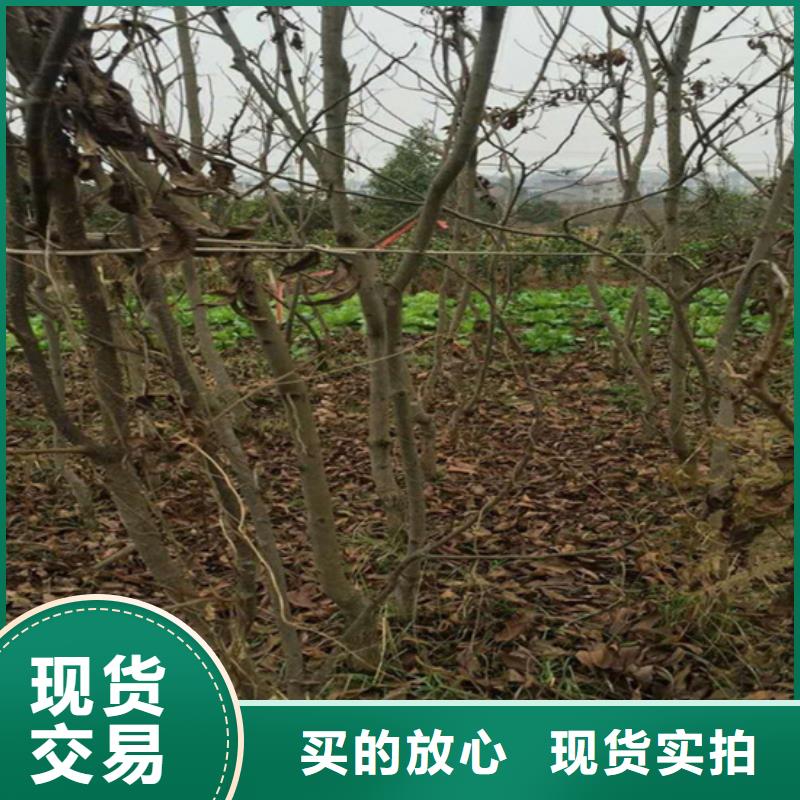 碧根果,樱桃苗敢与同行比价格
