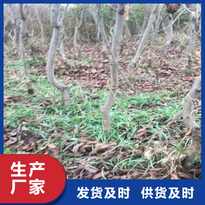 碧根果-苹果苗大量现货供应