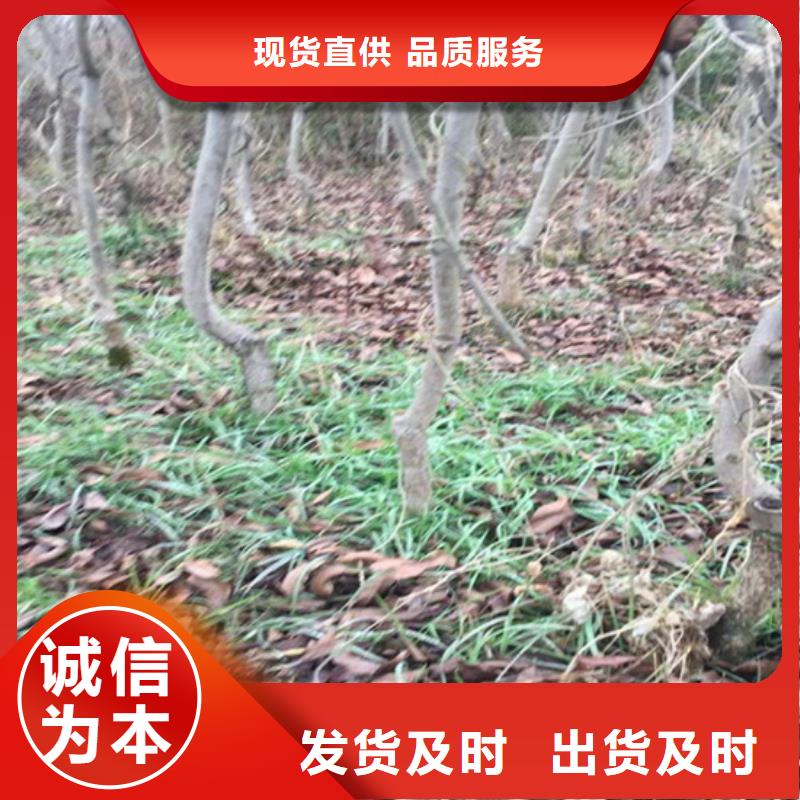 苹果苗视频-江西省苹果苗-本地可服务区域抚州|上饶|新余|萍乡|南昌