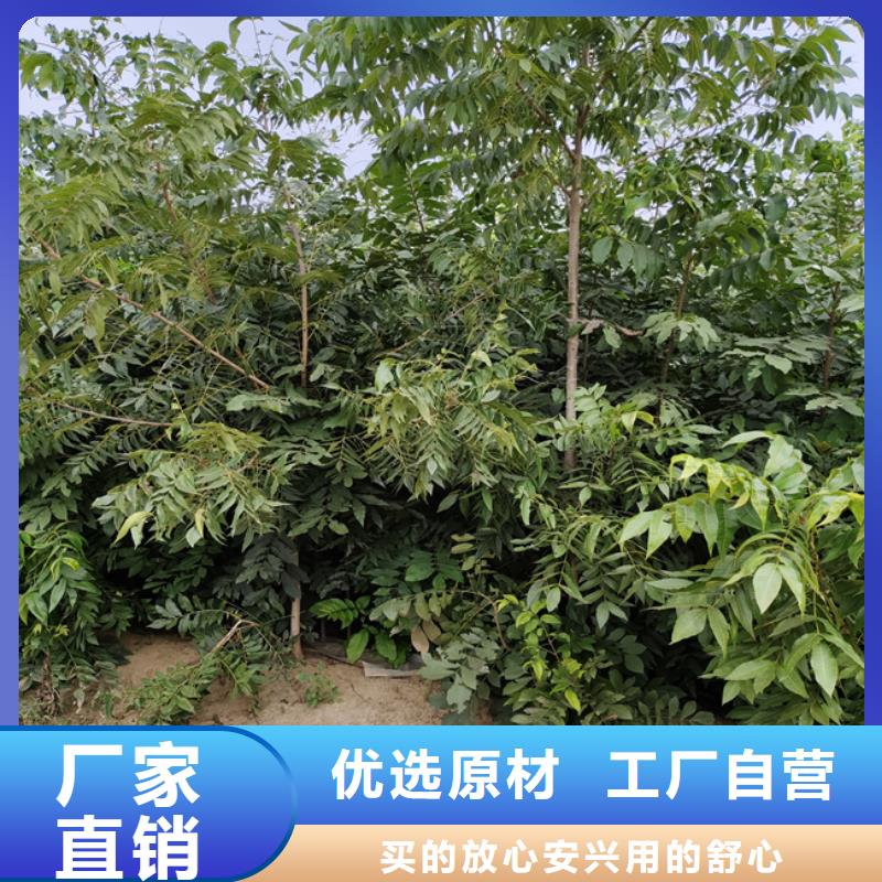 碧根果-苹果苗大量现货供应