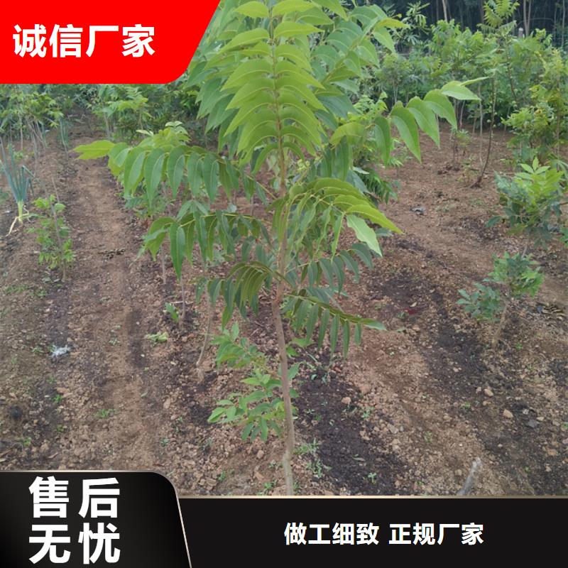 碧根果,樱桃苗敢与同行比价格