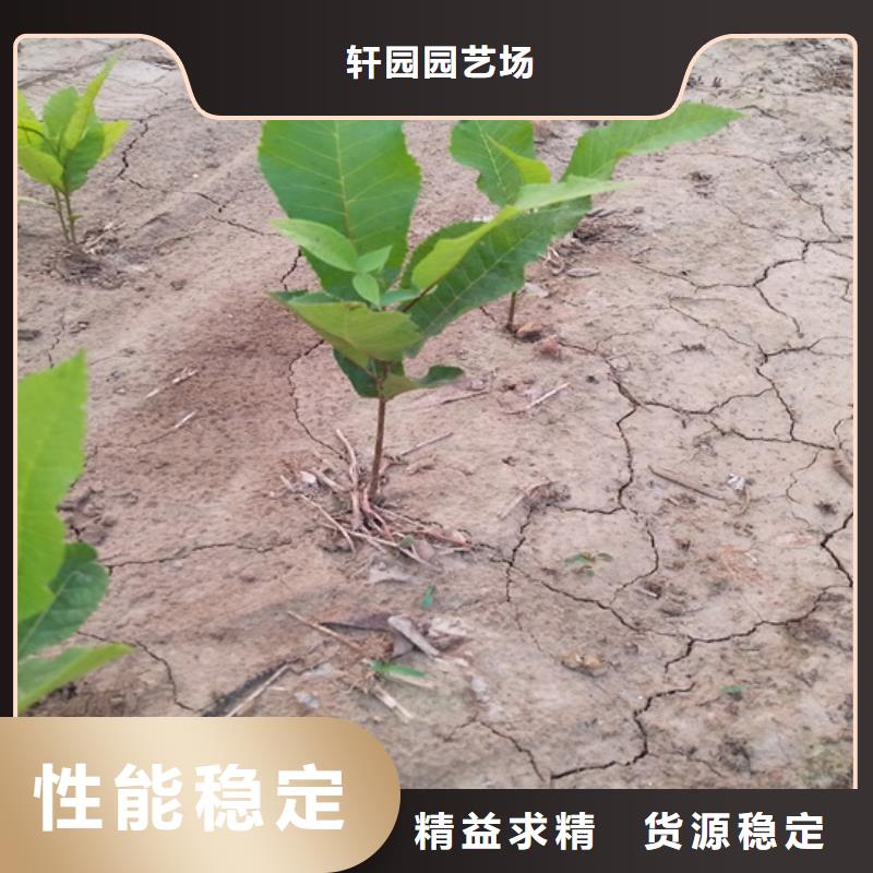 苹果苗视频-江西省苹果苗-本地可服务区域抚州|上饶|新余|萍乡|南昌