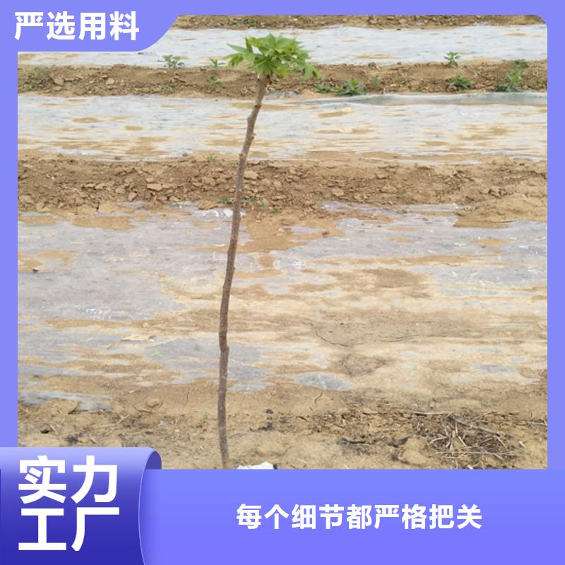 碧根果北美冬青厂家采购