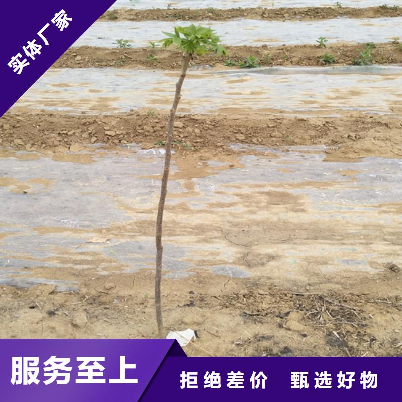 苹果苗视频-江西省苹果苗-本地可服务区域抚州|上饶|新余|萍乡|南昌