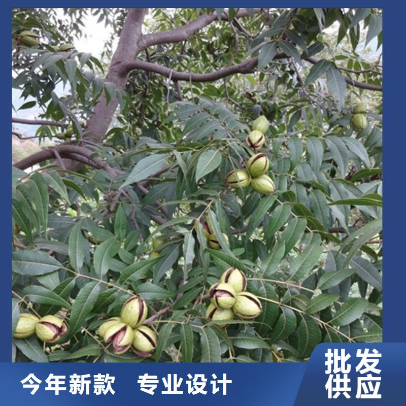 苹果苗视频-嘉峪关市苹果苗-(本土)可服务区域临夏|甘南|天水|平凉|庆阳|张掖