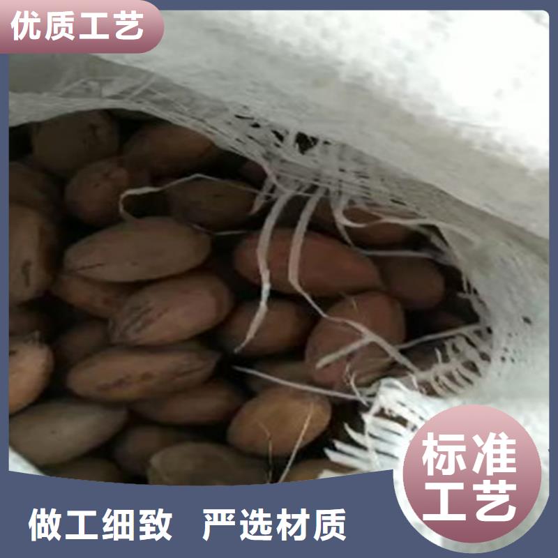 碧根果,樱桃苗敢与同行比价格