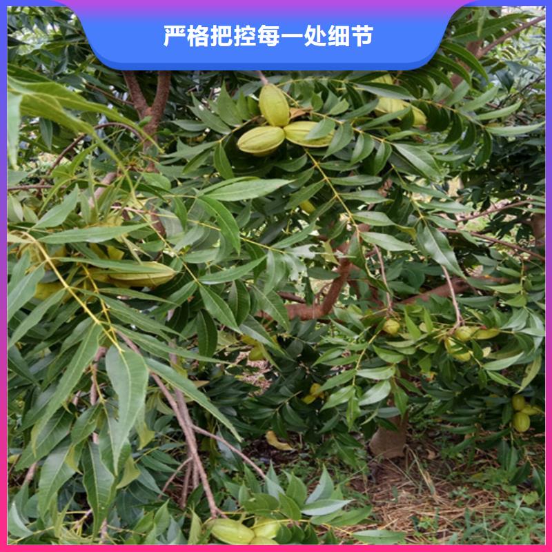 碧根果,樱桃苗敢与同行比价格