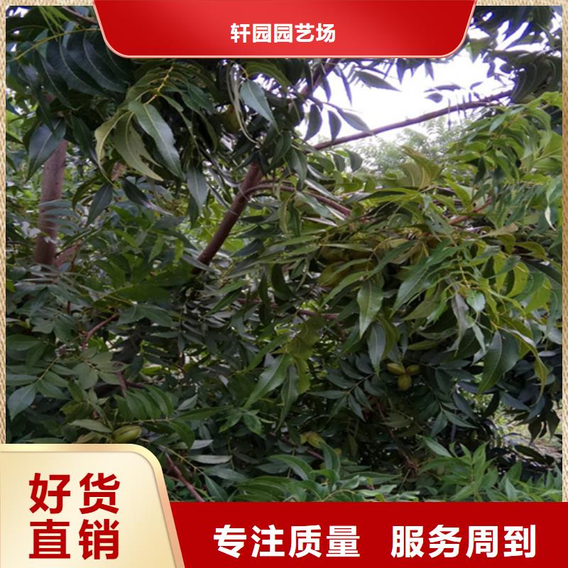 碧根果,樱桃苗敢与同行比价格