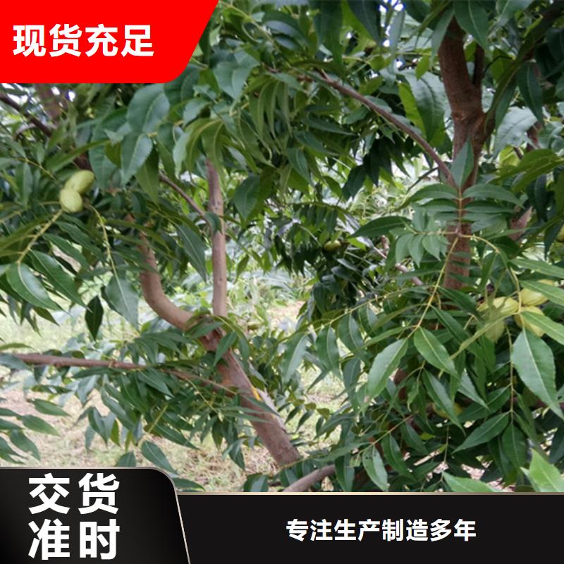 碧根果,樱桃苗敢与同行比价格