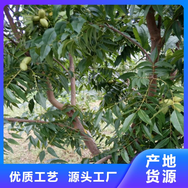 苹果苗视频-嘉峪关市苹果苗-(本土)可服务区域临夏|甘南|天水|平凉|庆阳|张掖