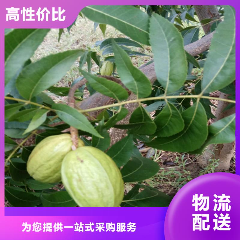 苹果苗视频-嘉峪关市苹果苗-(本土)可服务区域临夏|甘南|天水|平凉|庆阳|张掖