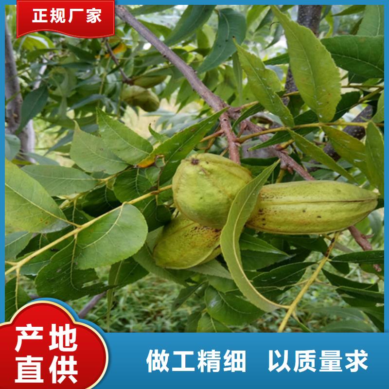 碧根果北美冬青厂家采购