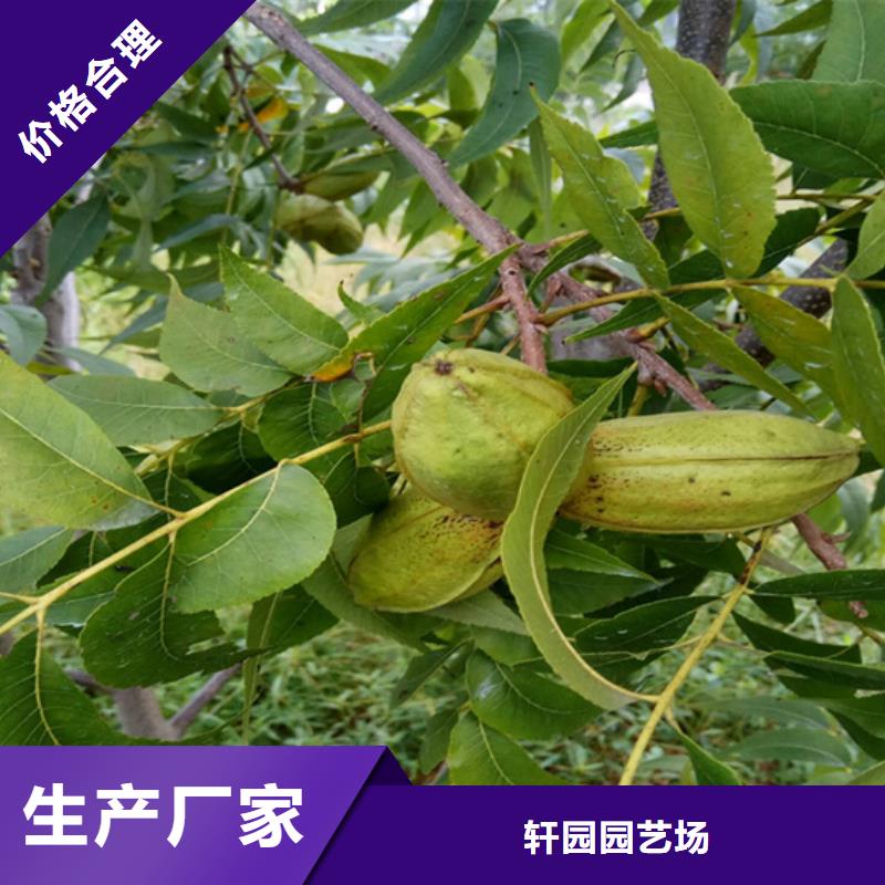 碧根果,樱桃苗敢与同行比价格