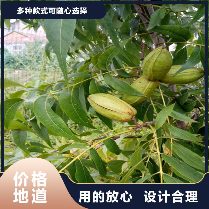 碧根果,樱桃苗敢与同行比价格