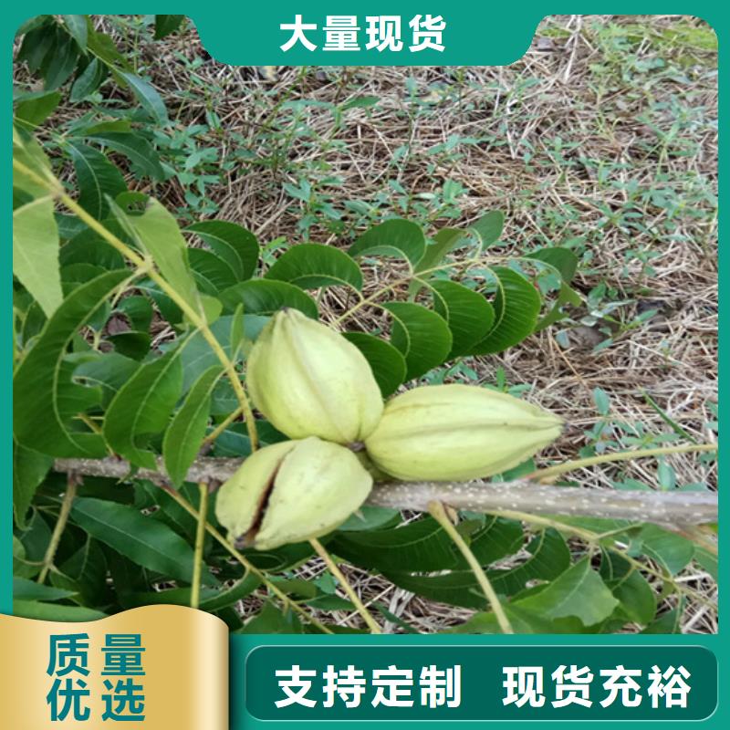 碧根果,樱桃苗敢与同行比价格