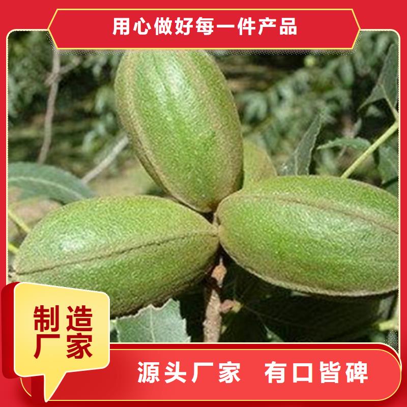 碧根果,樱桃苗敢与同行比价格