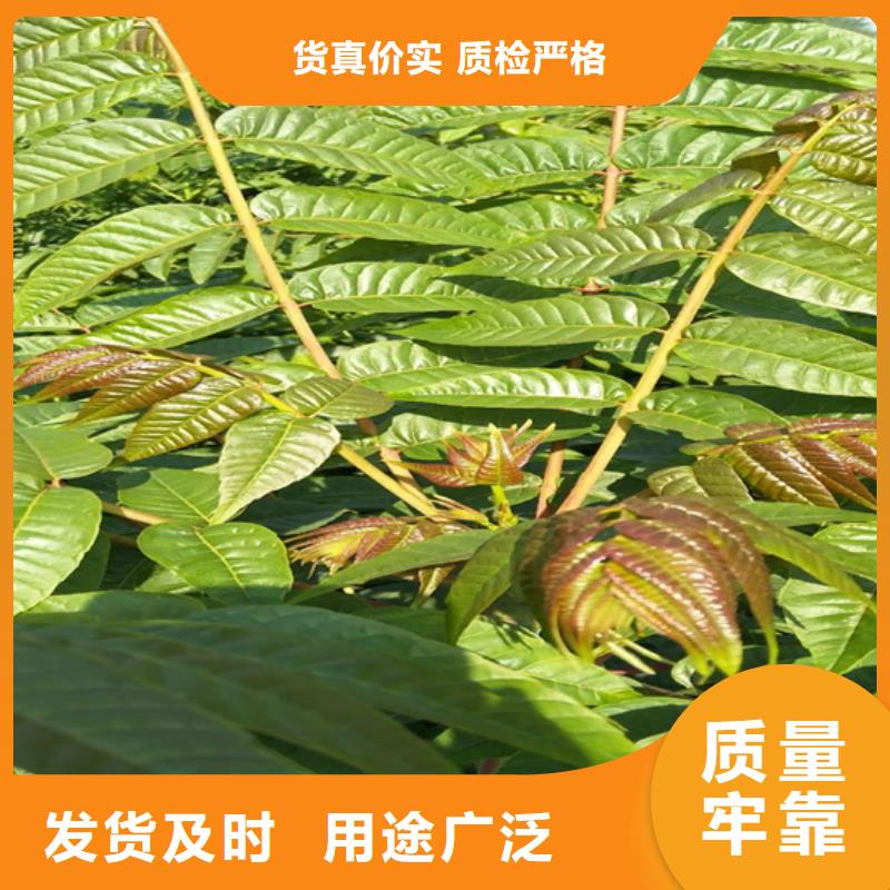 香椿李子苗实力大厂家