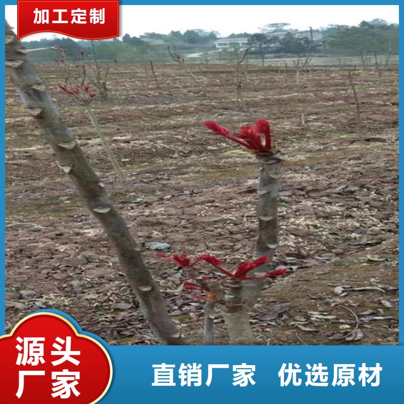 香椿李子苗实力大厂家