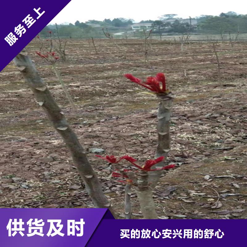 【 香椿 桃树苗的图文介绍】轩园苹果苗