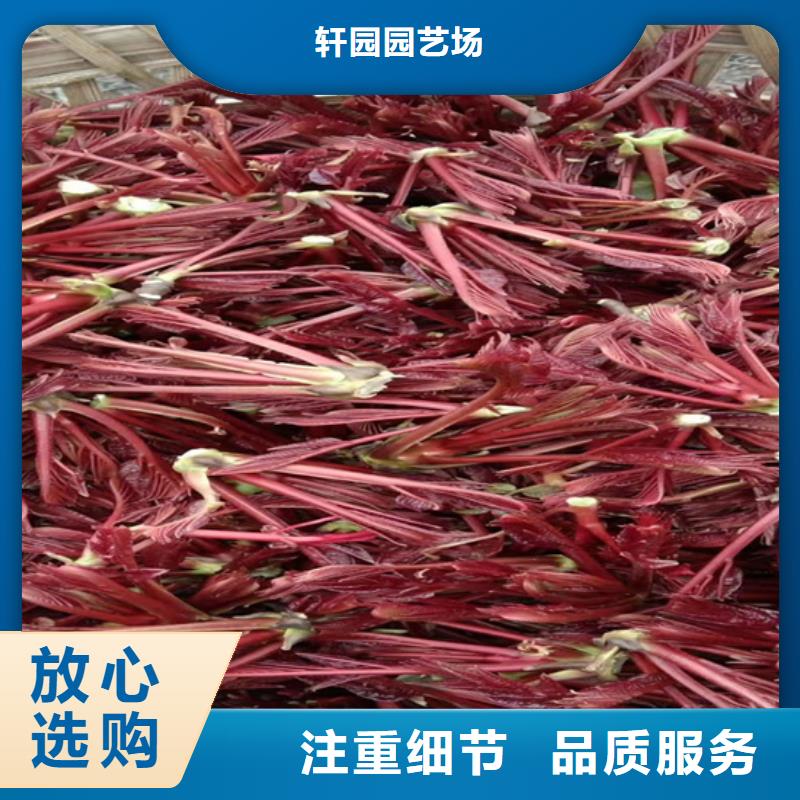 苹果苗视频-苹果苗|甘肃省金昌市|武威|张掖|平凉|甘南