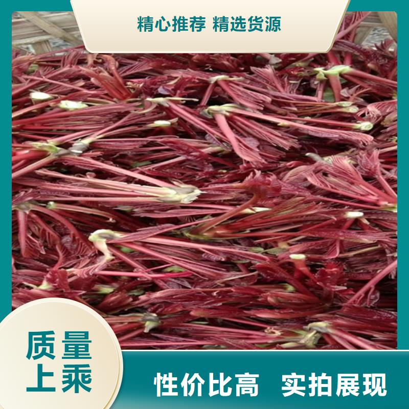 苹果苗视频-江苏省南通市轩园苹果苗可服务区域港闸|崇川|盐城|徐州|扬州|镇江|常州|南京等