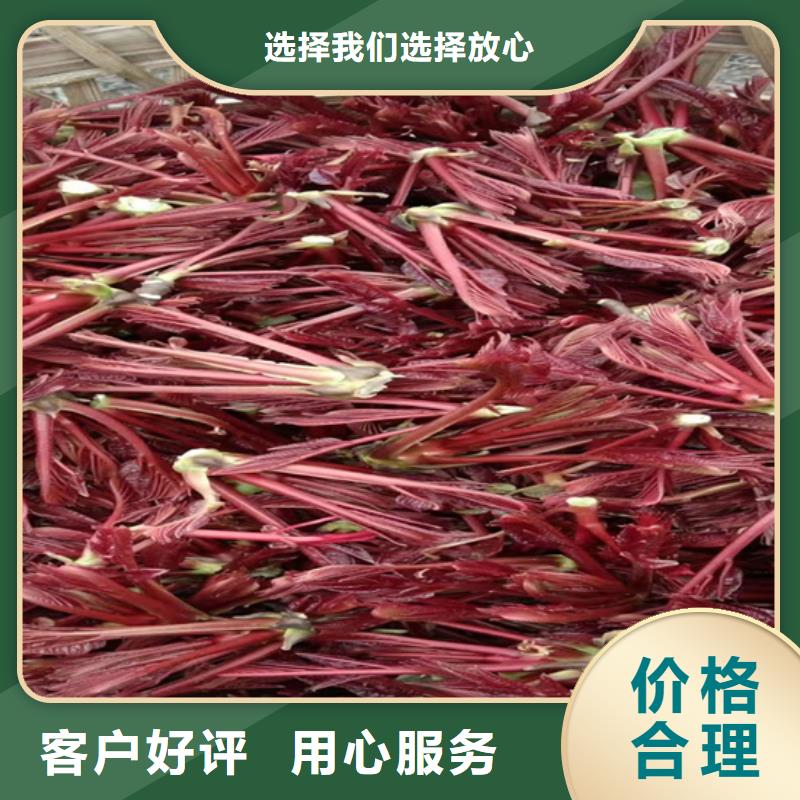 苹果苗视频-贵州省黔西南市轩园苹果苗可服务区域安龙|望谟|六盘水|遵义|黔东南|黔南等