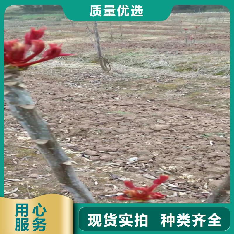 苹果苗视频-江苏省南通市轩园苹果苗可服务区域港闸|崇川|盐城|徐州|扬州|镇江|常州|南京等