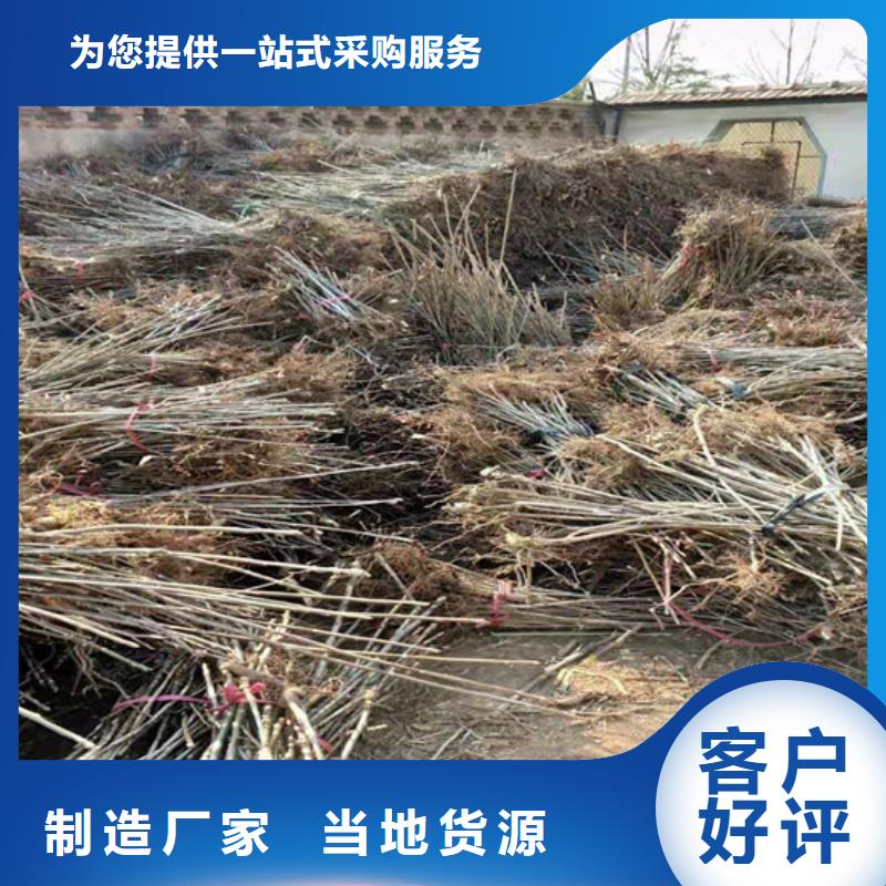 苹果苗视频-贵州省黔西南市轩园苹果苗可服务区域安龙|望谟|六盘水|遵义|黔东南|黔南等