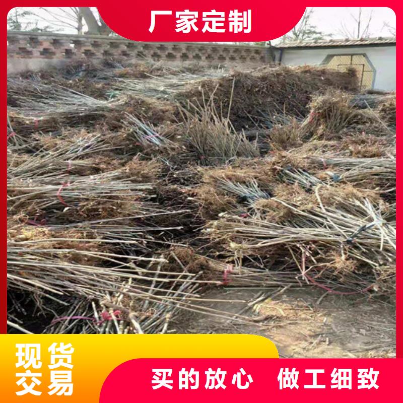 【 香椿 桃树苗的图文介绍】轩园苹果苗