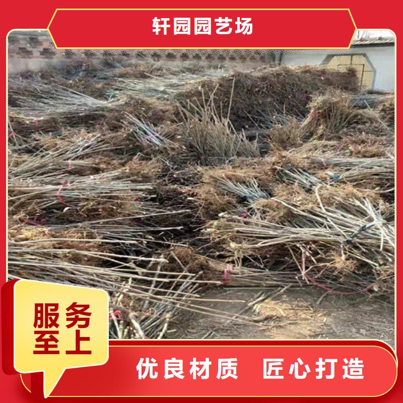 香椿_杏树苗信誉至上