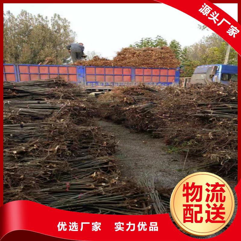 香椿_杏树苗信誉至上