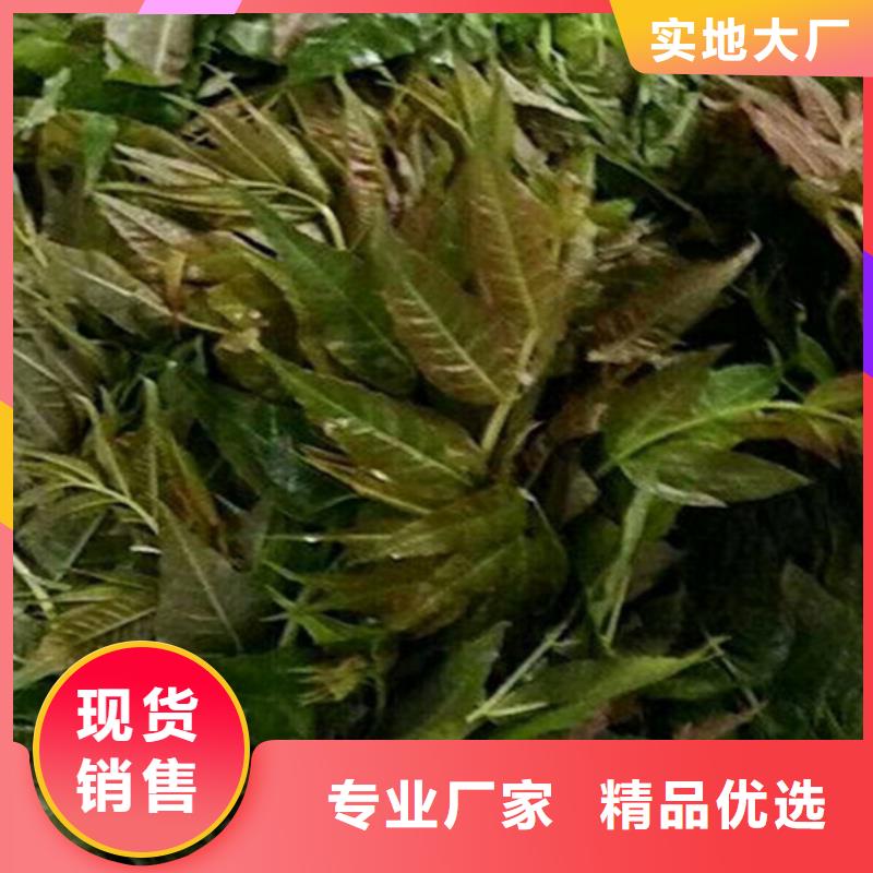 【 香椿,石榴树场报价】-服务区域包括启东|海安|镇江|南京|徐州|连云港|扬州|盐城|淮安等-产品视频