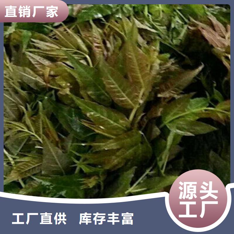 香椿李子苗实力大厂家