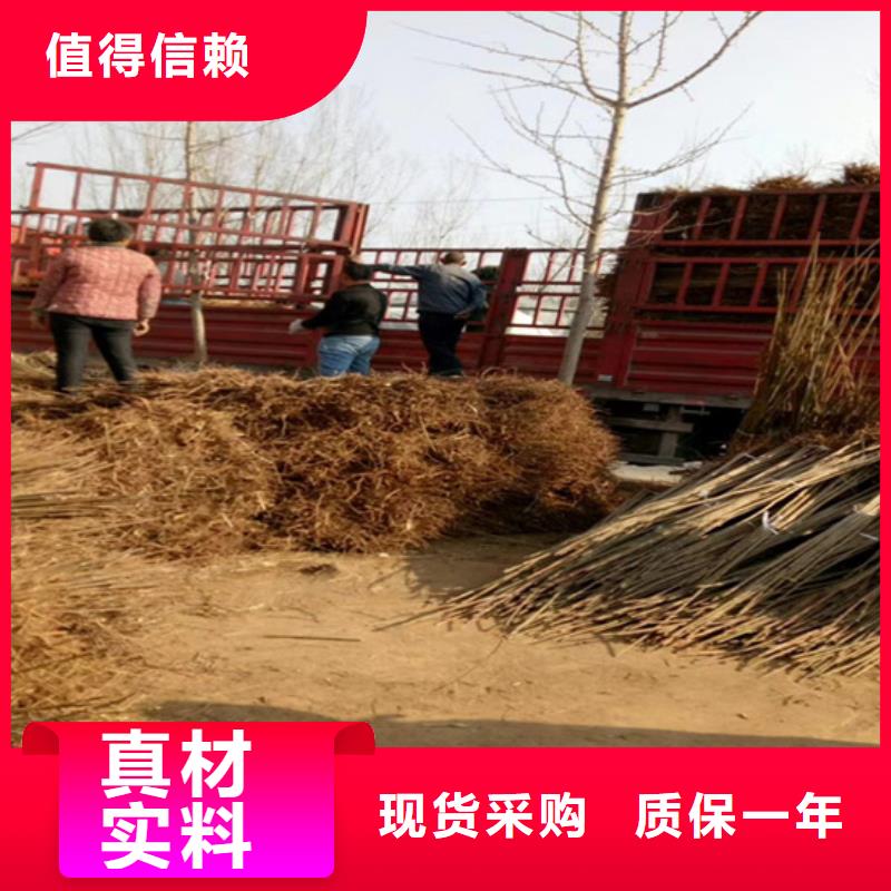 香椿苹果苗种类齐全