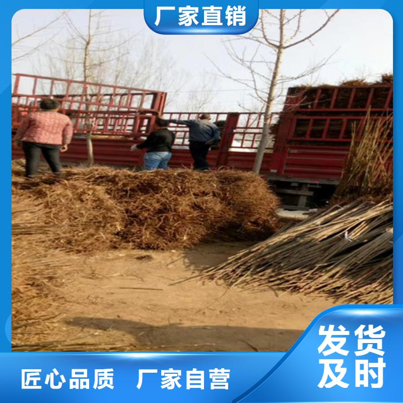 香椿_杏树苗信誉至上