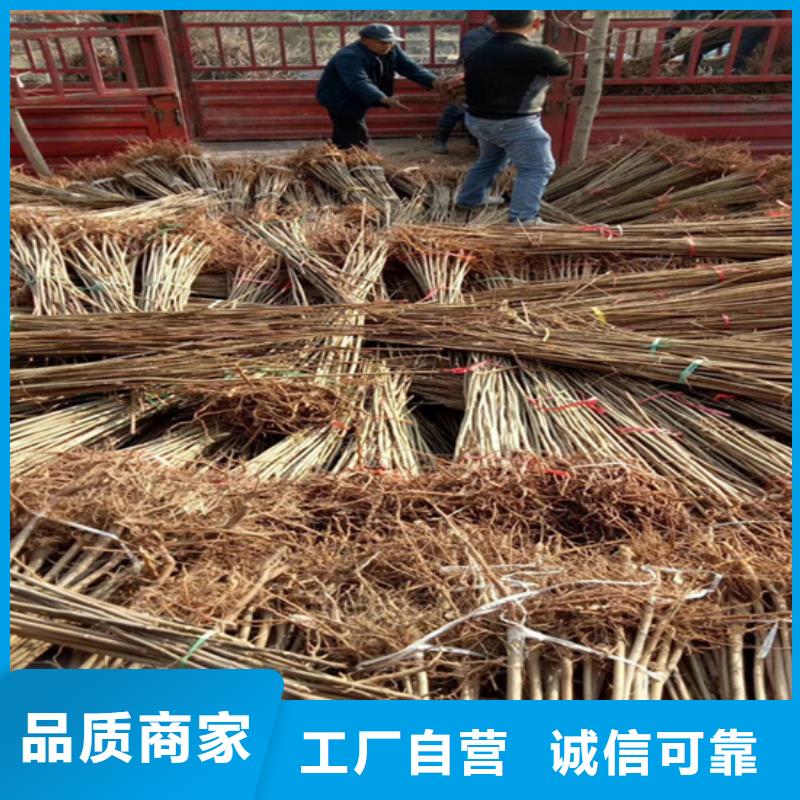 香椿_杏树苗信誉至上
