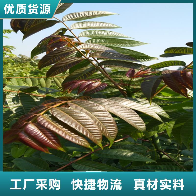 香椿红颜草莓诚信商家服务热情