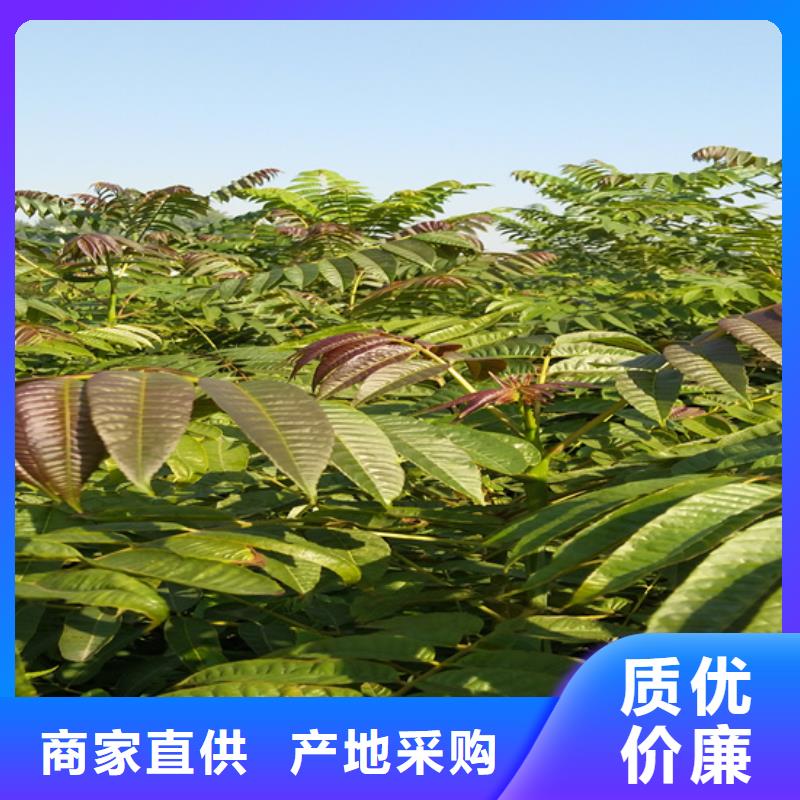 香椿,苹果苗细节严格凸显品质