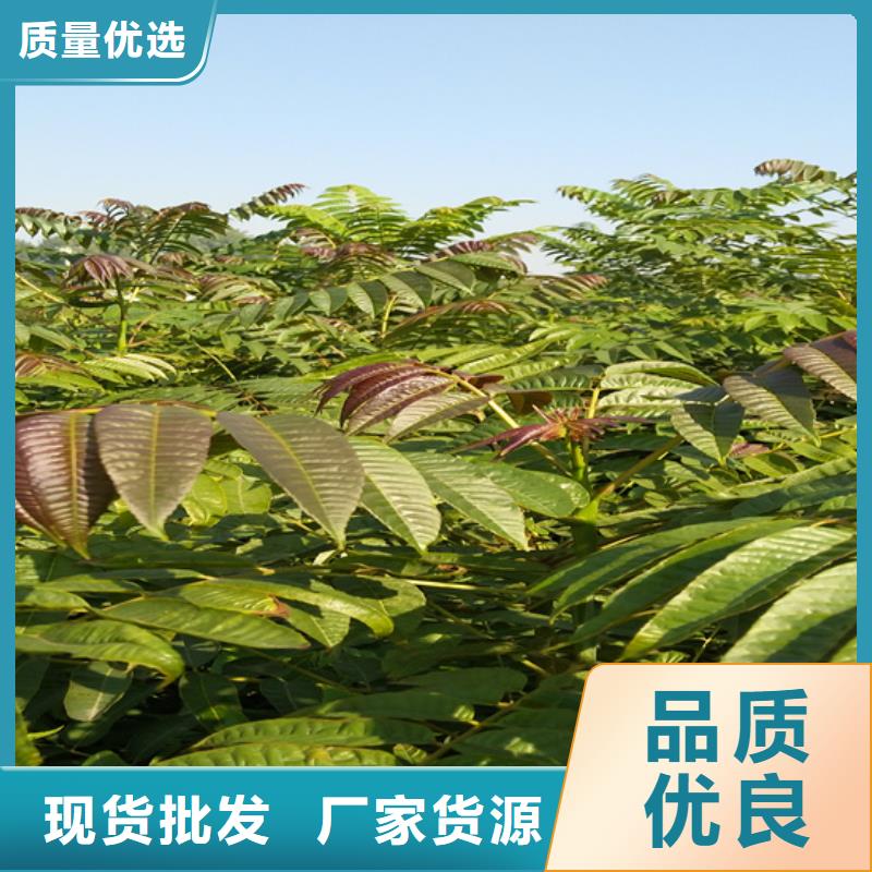 苹果苗视频-江苏省南通市轩园苹果苗可服务区域港闸|崇川|盐城|徐州|扬州|镇江|常州|南京等