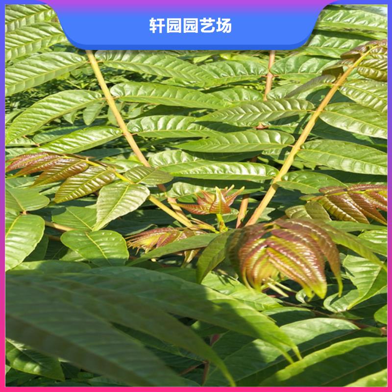 苹果苗视频-江苏省南通市轩园苹果苗可服务区域港闸|崇川|盐城|徐州|扬州|镇江|常州|南京等
