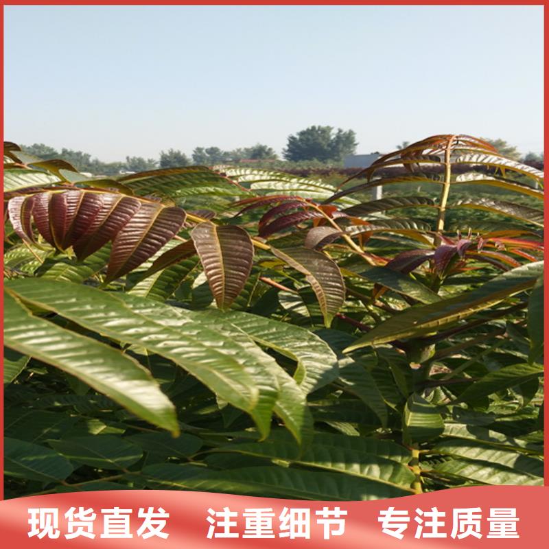 苹果苗视频-贵州省黔西南市轩园苹果苗可服务区域安龙|望谟|六盘水|遵义|黔东南|黔南等