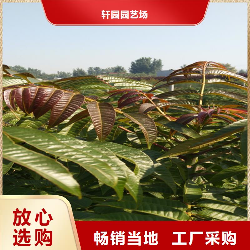 【 香椿 桃树苗的图文介绍】轩园苹果苗