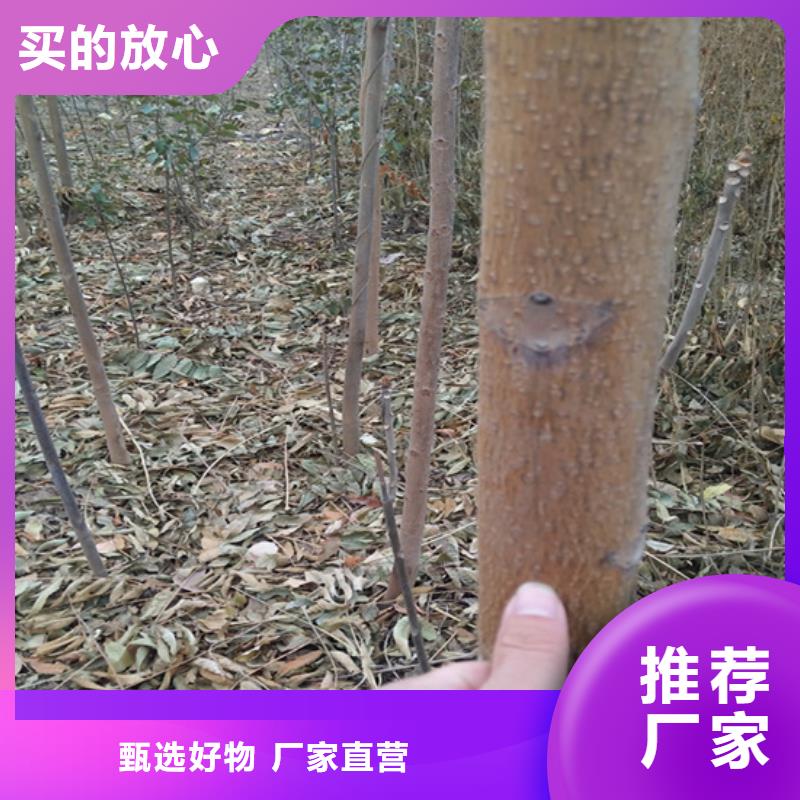 苹果苗视频-江苏省南通市轩园苹果苗可服务区域港闸|崇川|盐城|徐州|扬州|镇江|常州|南京等