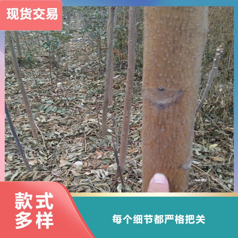 苹果苗视频-苹果苗|甘肃省金昌市|武威|张掖|平凉|甘南