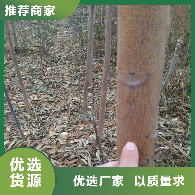 香椿,苹果苗细节严格凸显品质